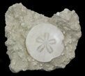 Fossil Sand Dollar (Scutella) - France #41364-1